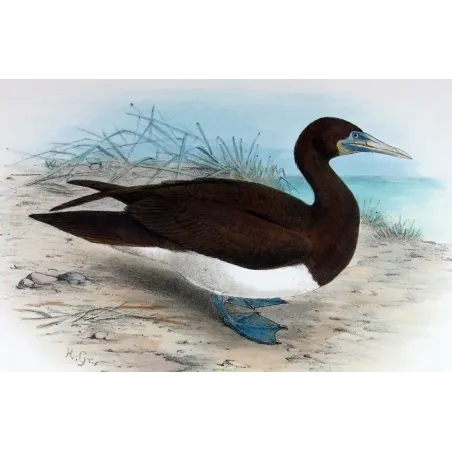 Brown Gannet by Grönvold – The Birds of Australia
