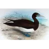 Brown Gannet (*Sula Leucogaster*) – Original lithograph by H. Grönvold, Mathews (1910–27)