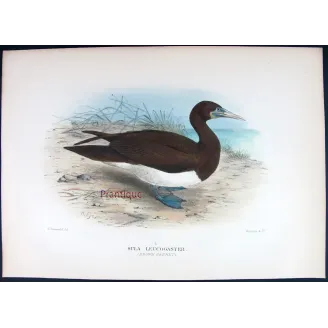 Brown Gannet by Grönvold – The Birds of Australia