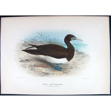 Brown Gannet by Grönvold – The Birds of Australia