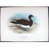 Brown Gannet (*Sula Leucogaster*) – Original lithograph by H. Grönvold, Mathews (1910–27)