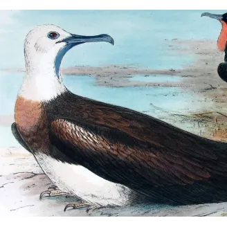 Eastern Frigate Bird by Grönvold – The Birds of Australia