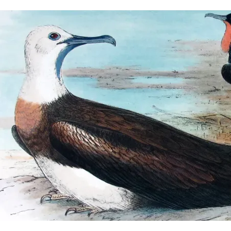 Eastern Frigate Bird by Grönvold – The Birds of Australia