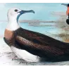 Eastern Frigate Bird (*Fregata Palmerstoni*) – Original lithograph by H. Grönvold, Mathews (1910–27)