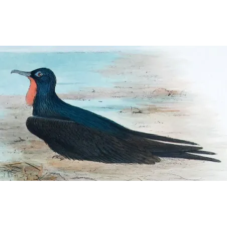 Eastern Frigate Bird by Grönvold – The Birds of Australia