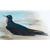 Eastern Frigate Bird (*Fregata Palmerstoni*) – Original lithograph by H. Grönvold, Mathews (1910–27)