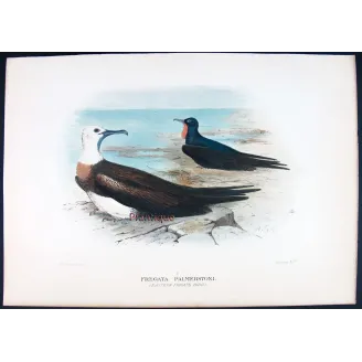 Eastern Frigate Bird by Grönvold – The Birds of Australia
