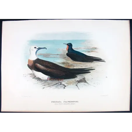 Eastern Frigate Bird by Grönvold – The Birds of Australia