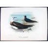 Eastern Frigate Bird (*Fregata Palmerstoni*) – Original lithograph by H. Grönvold, Mathews (1910–27)