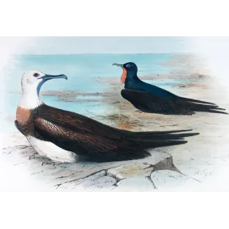Eastern Frigate Bird by Grönvold – The Birds of Australia