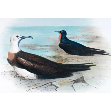 Eastern Frigate Bird by Grönvold – The Birds of Australia