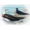 Eastern Frigate Bird (*Fregata Palmerstoni*) – Original lithograph by H. Grönvold, Mathews (1910–27)