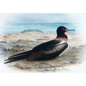 Lesser Frigatebird – Henrik Grönvold – The Birds of Australia