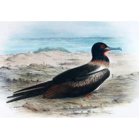 Lesser Frigatebird – Henrik Grönvold – The Birds of Australia