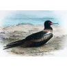 Lesser Frigatebird (*Fregata ariel*) – Original lithograph by Henrik Grönvold, Mathews (1910–27)