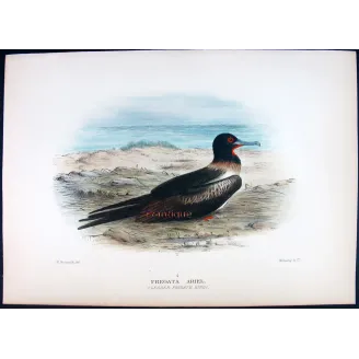 Lesser Frigatebird – Henrik Grönvold – The Birds of Australia