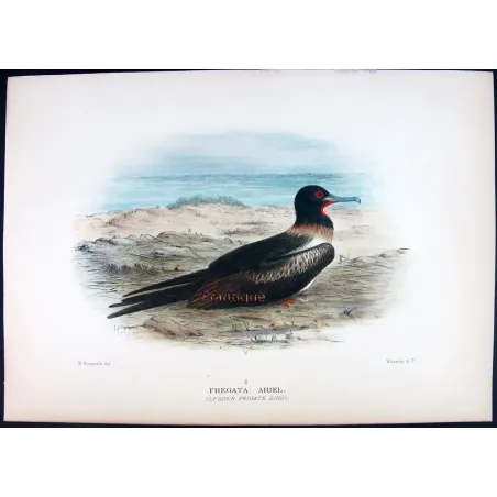Lesser Frigatebird – Henrik Grönvold – The Birds of Australia