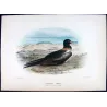 Lesser Frigatebird (*Fregata ariel*) – Original lithograph by Henrik Grönvold, Mathews (1910–27)