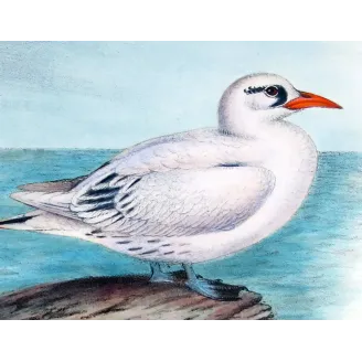 Australian Red-Tailed Tropic Bird – Henrik Grönvold – The Birds of Australia