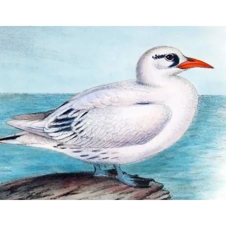 Australian Red-Tailed Tropic Bird – Henrik Grönvold – The Birds of Australia