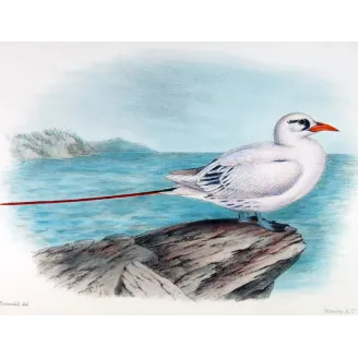Australian Red-Tailed Tropic Bird – Henrik Grönvold – The Birds of Australia