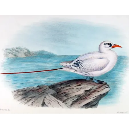 Australian Red-Tailed Tropic Bird – Henrik Grönvold – The Birds of Australia