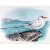 Australian Red-Tailed Tropic Bird (*Phaëthon westralis*) – Original lithograph by Henrik Grönvold, Mathews (1910–27)