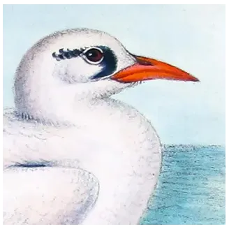 Australian Red-Tailed Tropic Bird – Henrik Grönvold – The Birds of Australia