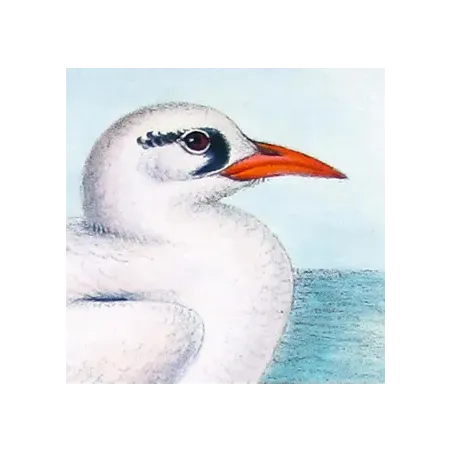 Australian Red-Tailed Tropic Bird – Henrik Grönvold – The Birds of Australia