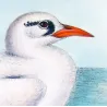 Australian Red-Tailed Tropic Bird (*Phaëthon westralis*) – Original lithograph by Henrik Grönvold, Mathews (1910–27)