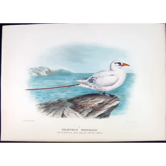 Australian Red-Tailed Tropic Bird – Henrik Grönvold – The Birds of Australia