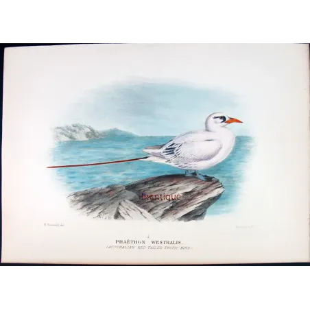 Australian Red-Tailed Tropic Bird – Henrik Grönvold – The Birds of Australia