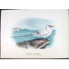 Australian Red-Tailed Tropic Bird (*Phaëthon westralis*) – Original lithograph by Henrik Grönvold, Mathews (1910–27)