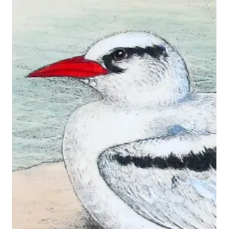 White-Tailed Tropic Bird – Henrik Grönvold – The Birds of Australia