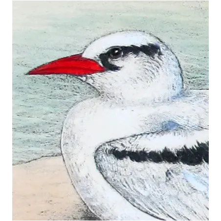 White-Tailed Tropic Bird – Henrik Grönvold – The Birds of Australia