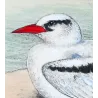 White-Tailed Tropic Bird (*Phaëthon dorothea*) – Original lithograph by Henrik Grönvold, Mathews (1910–27)