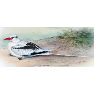 White-Tailed Tropic Bird – Henrik Grönvold – The Birds of Australia