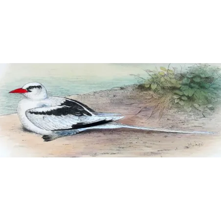 White-Tailed Tropic Bird – Henrik Grönvold – The Birds of Australia