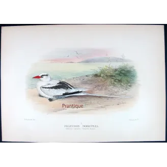 White-Tailed Tropic Bird – Henrik Grönvold – The Birds of Australia