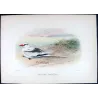 White-Tailed Tropic Bird (*Phaëthon dorothea*) – Original lithograph by Henrik Grönvold, Mathews (1910–27)