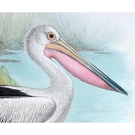 Eastern Pelican – Henrik Grönvold – The Birds of Australia