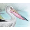 Eastern Pelican (*Pelecanus conspicillatus*) – Original lithograph by Henrik Grönvold, Mathews (1910–27)