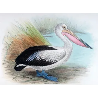 Eastern Pelican – Henrik Grönvold – The Birds of Australia