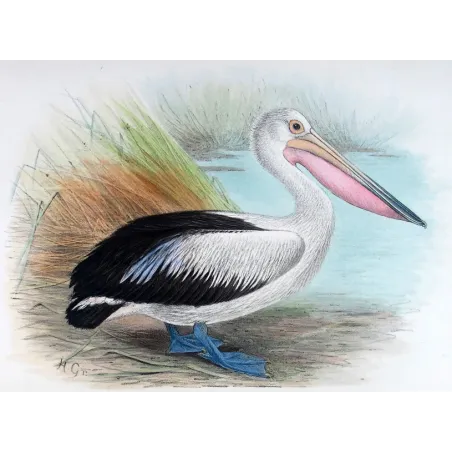 Eastern Pelican – Henrik Grönvold – The Birds of Australia