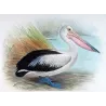 Eastern Pelican (*Pelecanus conspicillatus*) – Original lithograph by Henrik Grönvold, Mathews (1910–27)