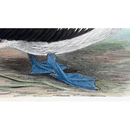 Eastern Pelican – Henrik Grönvold – The Birds of Australia