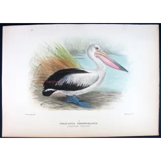 Eastern Pelican – Henrik Grönvold – The Birds of Australia