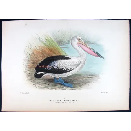 Eastern Pelican – Henrik Grönvold – The Birds of Australia