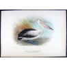 Eastern Pelican (*Pelecanus conspicillatus*) – Original lithograph by Henrik Grönvold, Mathews (1910–27)