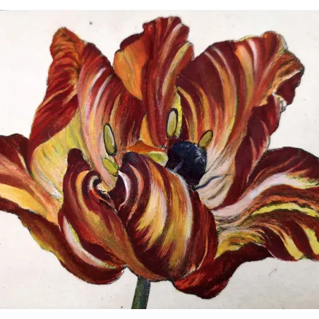 Antique Print by Jacob L’Admiral – Rose Chafern (Cetonia Aurata)